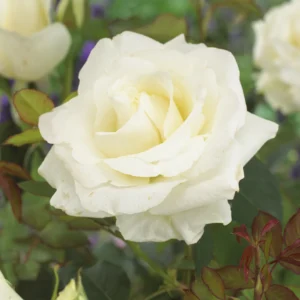 Rosier Annapurna