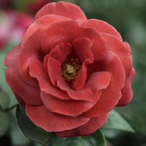 Rosier Terracotta