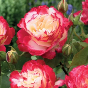 Rosier Terracotta